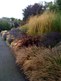 Here you go: Pennisetum orientalis, Pennisetum setaceum Rubrum, Stipa tenuissima, Lavandula Provence, Stipa gigantea)