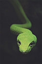 【爬行动物】蛇