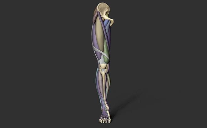 Leg anatomy