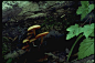 叶底 菌盖 肥大 野生蘑菇-植物-植物,野生蘑菇