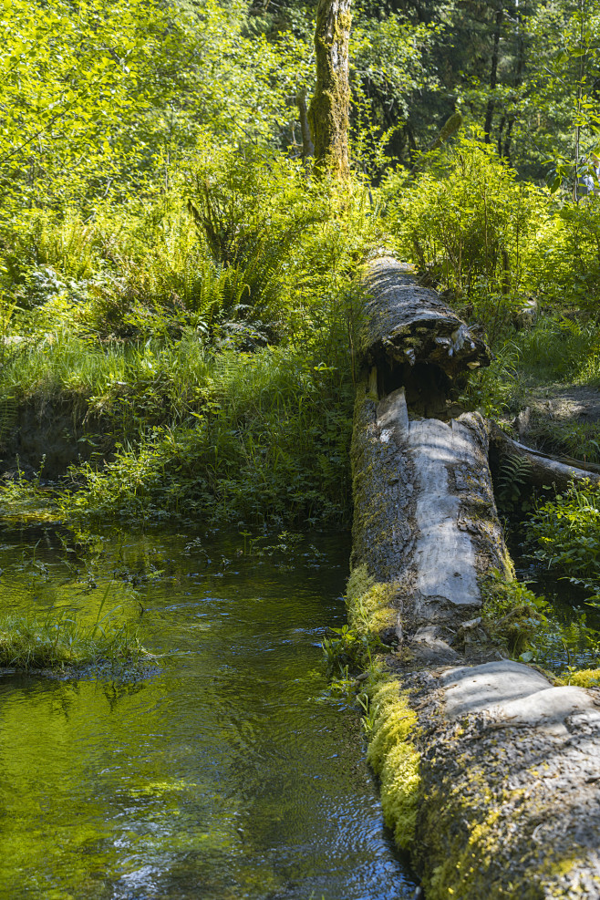 Ancient Forest (61)