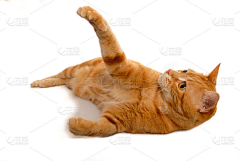 冷酷小羊采集到猫抓板参考