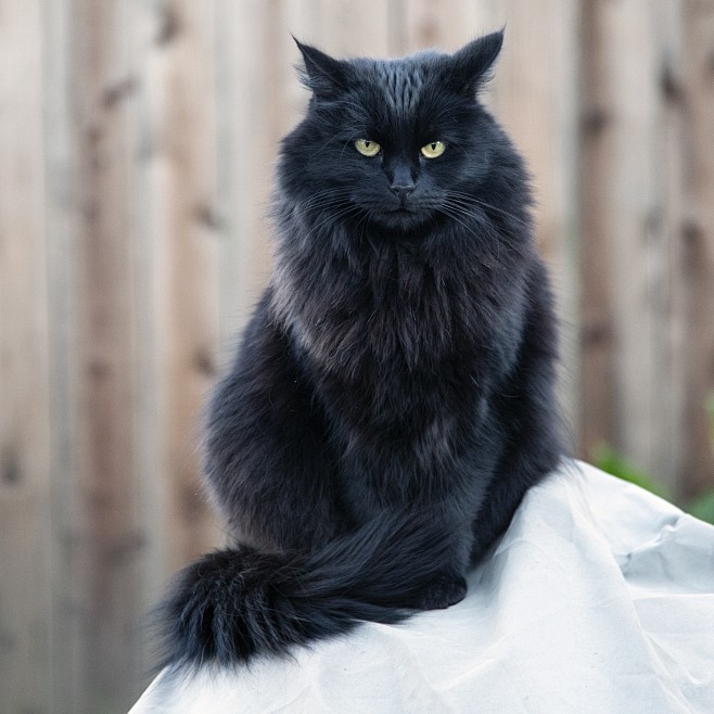 动物 猫咪 狗呆萌 喵星可爱 宠物 自然...