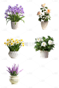 植物通用实景花朵盆栽元素素材