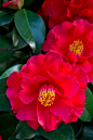 Camellia