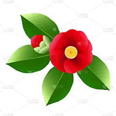 单瓣红色茶花，花蕾绿色