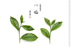 鱼多多hlu采集到茶树照片素材