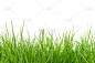 草,绿色,分离着色,白色背景,公园,水平画幅,无人,草坪,夏天,干净