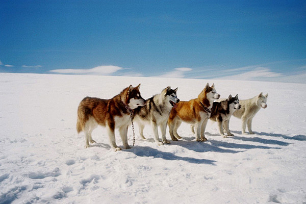 西伯利亚雪橇犬