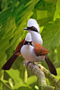 White-crested laughing thrushes