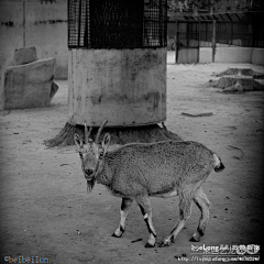 Dtvboy采集到北京动物园：动物_多图,
