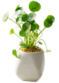 植物png