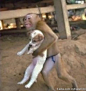 南京爆炸现场 可爱的猴子抱着狗狗逃命！(猴子呀猴子~ 你比很多自命高尚的人更有人性~)