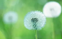 一组小清新唯美花朵壁纸图片，适合电脑、ipad平板电脑等-吊脚楼-你的慢生活社区