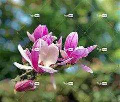 玉兰 花卉背景 花 春天 粉色的 美丽的花朵 花壁纸 自然
