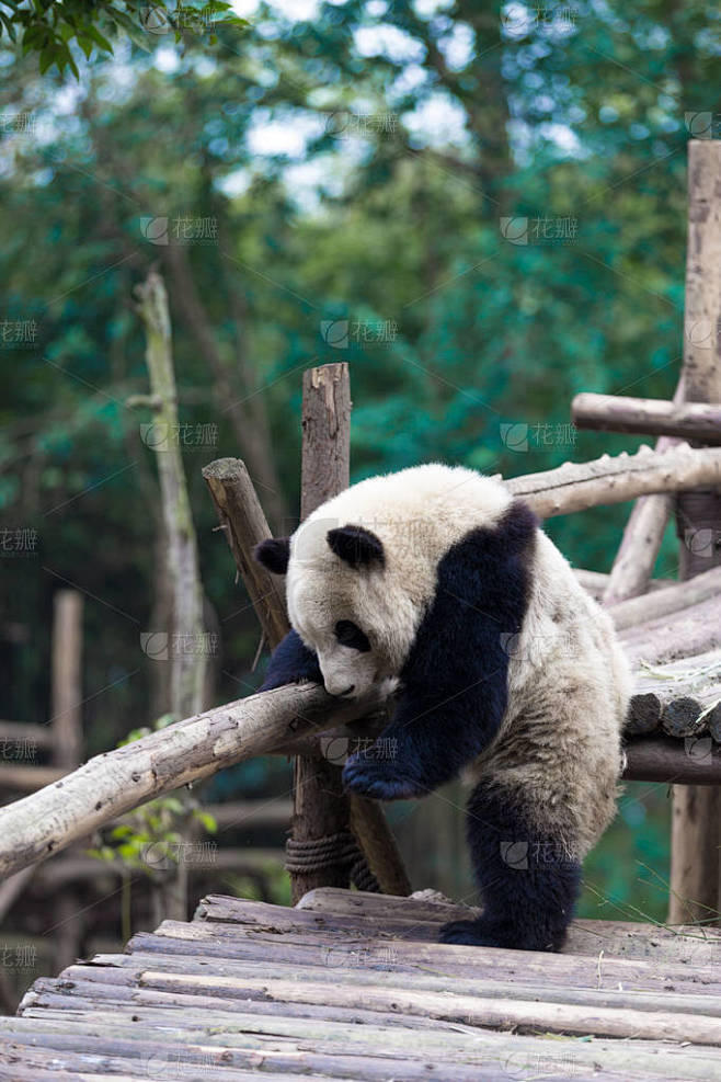 熊猫在成都市动物园