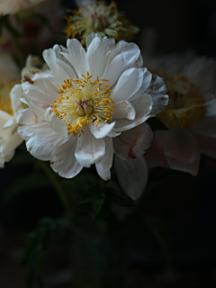 云上游采集到花卉素材