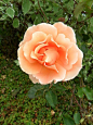 vwcampervan-aldridge:

Peach coloured Rose, Aldridge, Walsall, England
All Original Photography by http://vwcampervan-aldridge.tumblr.com
