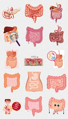 卡通手绘人体器官消化系统大肠胃肠道png