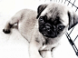 Puppy Dog Eyes | Cutest Paw