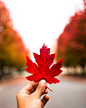 Leaf, hand, holding and autumn HD photo by AJ Gallagher (@directedbyaj) on Unsplash : Download this photo in Charlotte, United States by AJ Gallagher (@directedbyaj)