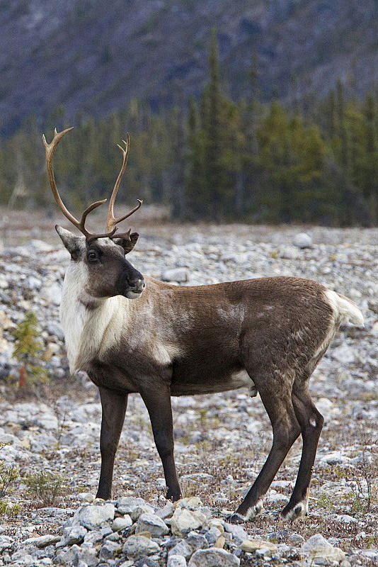 偶蹄目反刍亚目鹿科北美林地驯鹿