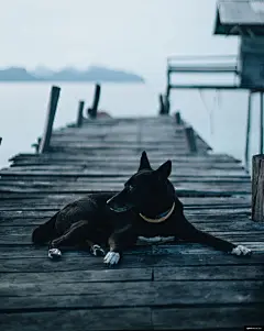 海洋 狗 狗在码头 海洋小狗 旅行 寒意 动物摄影图片图片壁纸