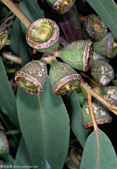 LockLee采集到植物 桃金娘科（倒挂金钟