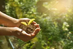 植物生长在土壤中，手握阳光和阳光。大流行后新生命的概念。高清图像和大分辨率。可以用作壁纸和背景。