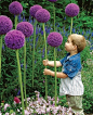 Purple Sensation大绒球 : 葱属，学名Allium hollandicum。葱属为多年生鳞茎植物约1250种，旧时归百合科，现在植物学分类将其独立成葱科。有些葱属植物用于观赏，有些如青葱、大蒜、韭则用于日常食物或调味。 #花卉#