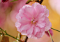 blossom-319574_1280