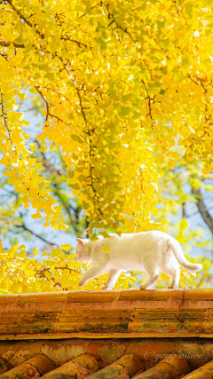 饮泉采集到猎风