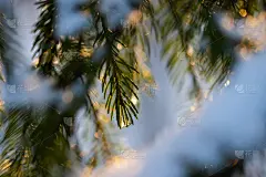 针叶林在冬季日出。云杉树枝上有水滴。散景效果。