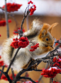 magicalnaturetour:

Winter Treats (by ressaure)