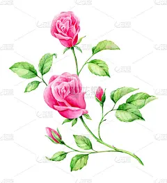 手绘水彩英国玫瑰。浪漫的背景网页，婚礼请柬，壁纸。