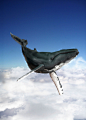  Conceptual and surreal illustration of Humpback Whale swimming above clouds in the sky in a dream-like fashion. _Getty Images China