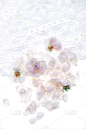 玫瑰,分离着色,白色,花边,自然,垂直画幅,可爱的,无人,图像