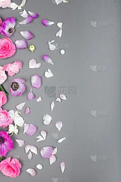 美丽的玫瑰和白色的花在灰色的背景。花的边界。柔和的颜色。情人节或妇女节的贺卡。文本复制空间