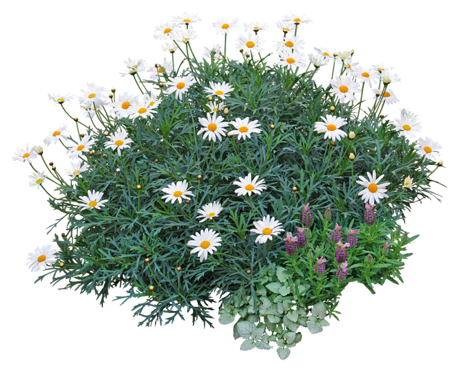 白晶菊