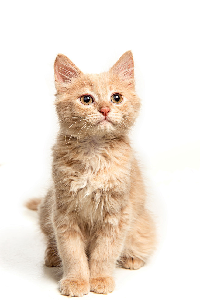 red-white-cat-i-whit...