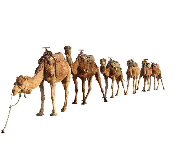 Camel PNG