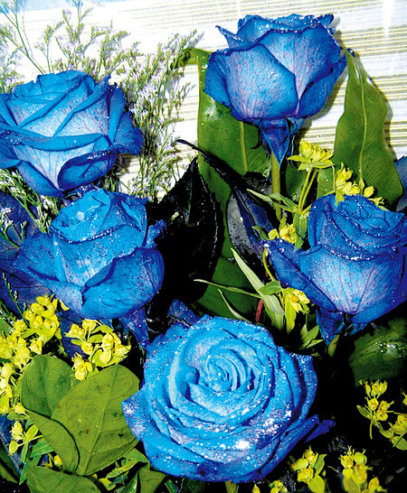 花花ing从尖晶石转采于2016-02-05 22:22:06蓝玫瑰花花花ing该采集也