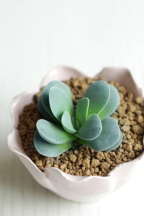 吕千绘（Crassula Morgan’...