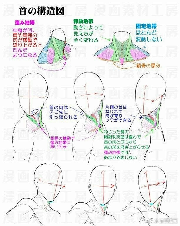 头颈肩关系 . 绘画干货素材