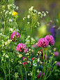 Almacén de Inspiraciones: La primavera ha venido y nadie sabe cómo ha sido: