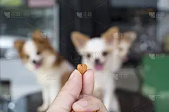 备有心形狗粮