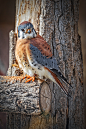 美洲隼 Falco sparverius 隼形目 隼科 隼属
Sparrow Hawk by Bill Boehm on 500px