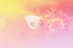 仅一朵花,色彩鲜艳,八仙花属,贺卡,古典式,夏天,花束,光,清新