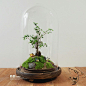  屿路生活 品 苔藓微景观 苔藓生态瓶 龙猫，手工绿植 创意绿植 盆景 玻璃花房 创意花房 创意盆栽 设计复古