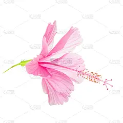 粉红色的软芙蓉花头孤立在白色背景上，